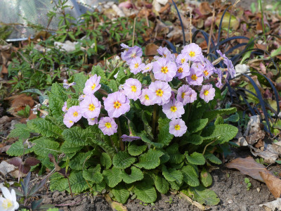 2020-04-09 Primula vulgaris 'Avondale'.jpg