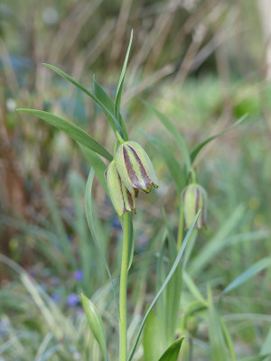 2020-04-09 Fritillaria hermonis ssp. amana.jpg