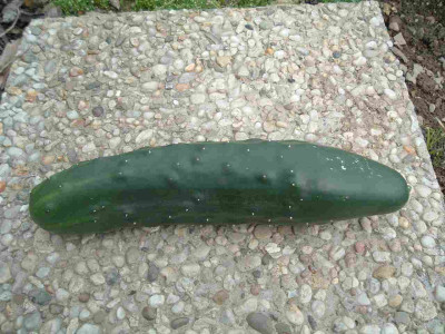 Kopie_vonDSCF_28_cm.JPG