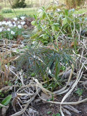 2020-04-09 Helleborus multifidus ssp. hercegovinus Bäuerlein 1.jpg