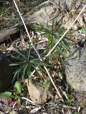 2020-04-09 Helleborus multifidus ssp. hercegovinus CP 1.jpg
