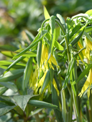 2020-04-09 Uvularia grandiflora 1.jpg