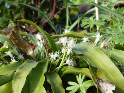 2020-04-09 Cymophyllus fraserianus 2.jpg