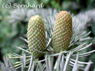 cedrus_atlantica_glauca_1.jpg