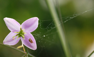 Spinnchen-k.jpg
