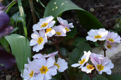 heute durch den Garten 012.JPG