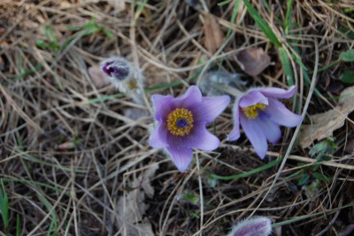 DSC_0044.jpeg