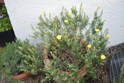 heute durch den Garten 002.JPG