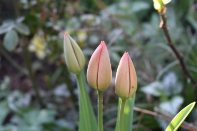 heute durch den Garten 009.JPG