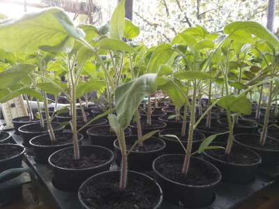Tomaten 200409.jpg