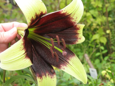 IMG_2373c.jpg_Lilium_nepalense.jpg