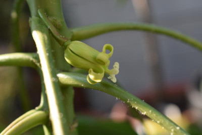 heute durch den Garten 040.JPG