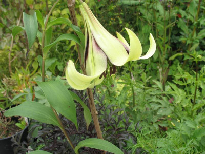 IMG_2375b.jpg_Lilium_nepalense.jpg