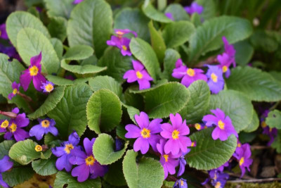 heute durch den Garten 028.JPG