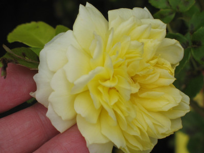 IMG_2391a.jpg_Rose_ohne_Namen.jpg