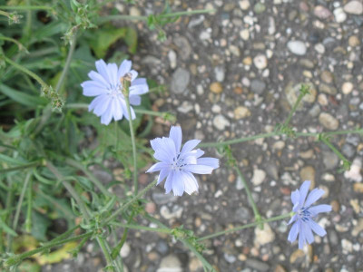 IMG_2410b.jpg__Cichorium_intybus.jpg