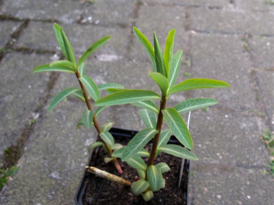 E schillingii Hofmann Molz.JPG