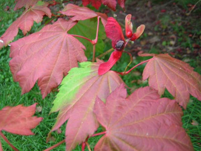 77Acer_circxjap_vitifolium.jpg