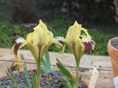 spec Pumila B2.JPG