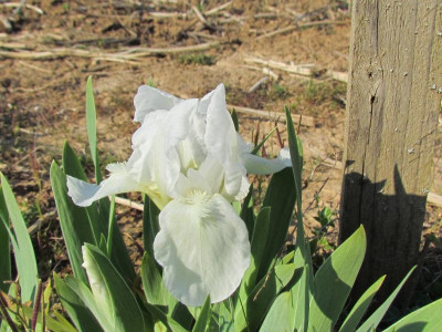 MDB Bright White.JPG