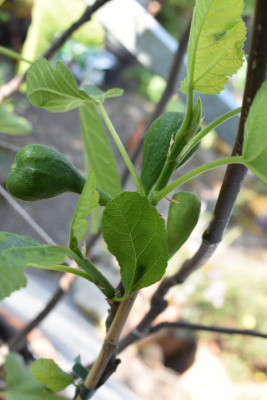 heute durch den Garten 043.JPG