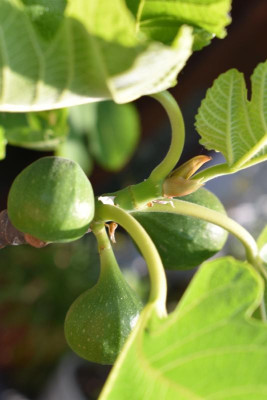 heute durch den Garten 042.JPG