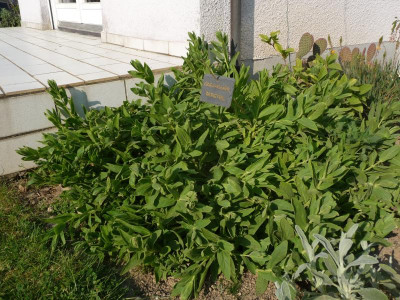 P1050300.JPG