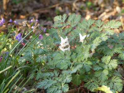 2020-04-10 Dicentra.jpg