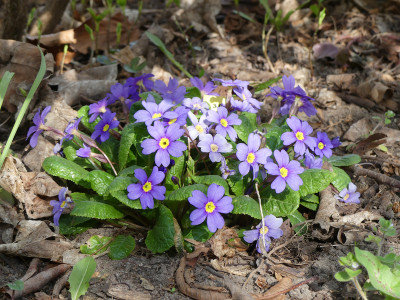 2020-04-10 Primula 'Usambarablau'.jpg