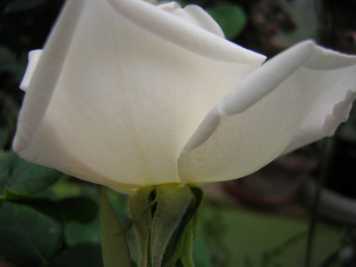 GroenanderungDSCN2107.JPG