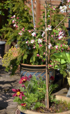 Malus-Evereste.20-1.jpg