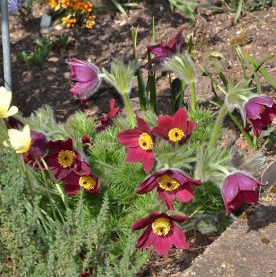 Pulsatilla-rubra.20-1.jpg