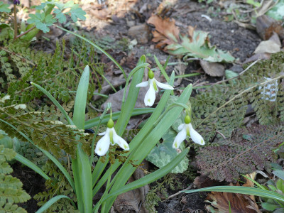 2020-03-28 Galanthus 'Veronica Cross'.jpg