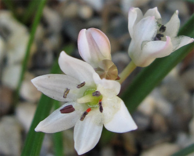 Brimeura-fastigata2.jpg