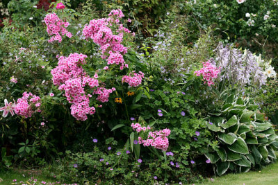 St_Phlox280707.jpg