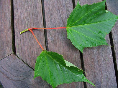 Acer_rufinerve_5.jpg