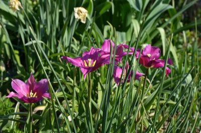 Tulipa-PurpleDream.20-2.jpg