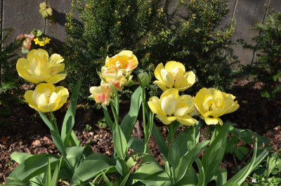 Tulipa-Akebono.20-2.jpg