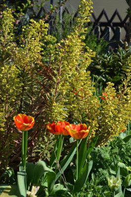 Tulipa-BanjaLuka.20-1.jpg
