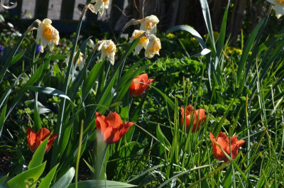 Tulipa-Request.20-2.jpg