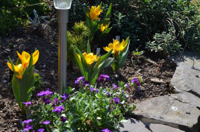 Tulipa_heweri.20-1.jpg