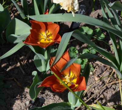 Tulipa-Request.20-1.jpg