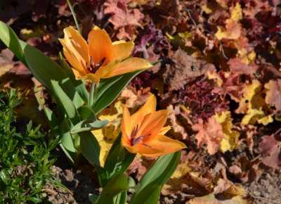 Tulipa-Shogun.20-1.jpg