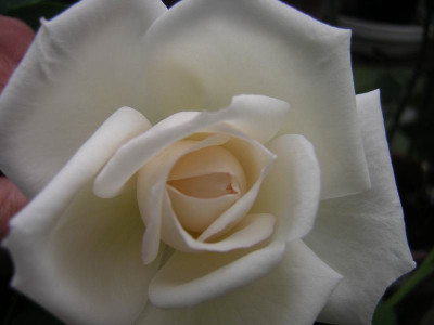 GroenanderungDSCN2106.JPG