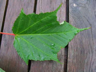 Acer_rufinerve_6.jpg