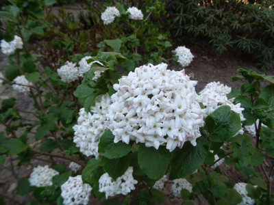 Viburnum carlcephalum April 2020.JPG