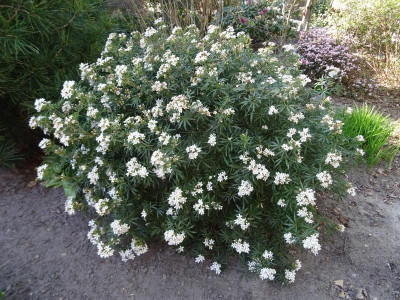 Choisya White Dazzler April 2020.JPG