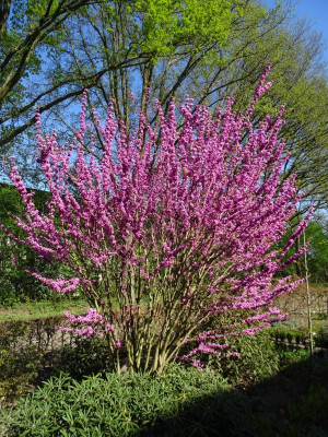 Cercis chinensis Avondale April 2020.JPG