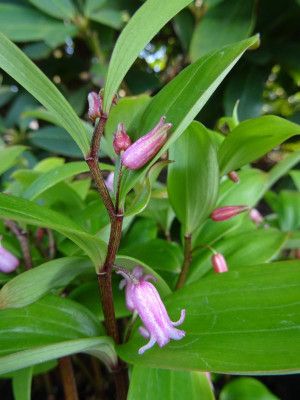 Polygonatum anomalum April 2020.JPG
