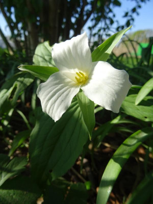 Trillium grandiflorum April 2020.JPG